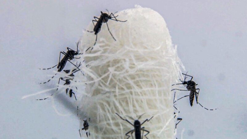 Casos de dengue no Brasil já superam a projeção para o ano inteiro
