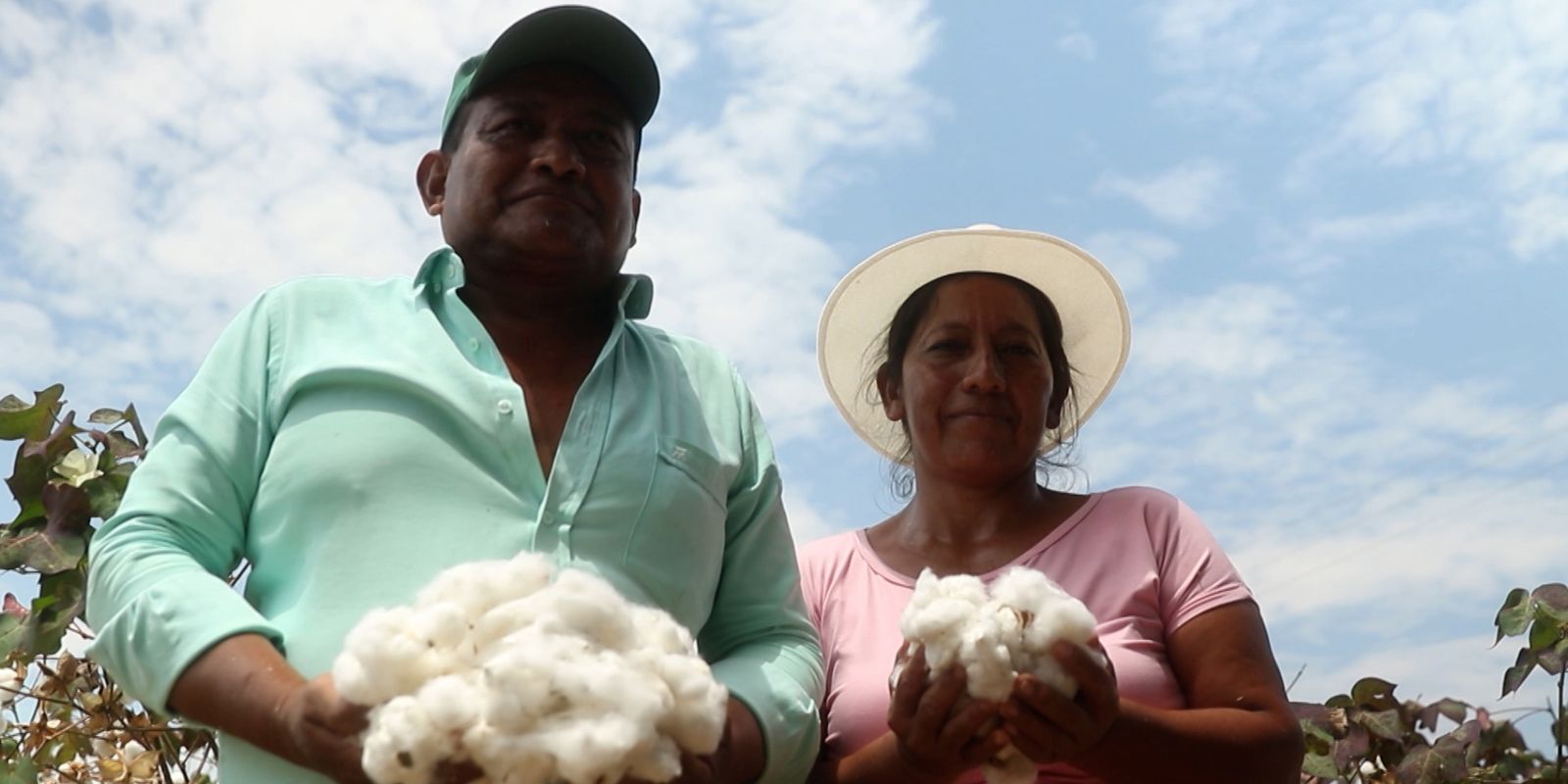 Dia do Algodão: Brasil investe em parcerias para produção sustentável