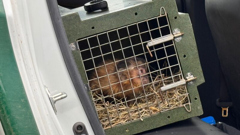 MACACO-PREGO É REINTRODUZIDO À NATUREZA COM APOIO DA SECRETARIA DE MEIO AMBIENTE