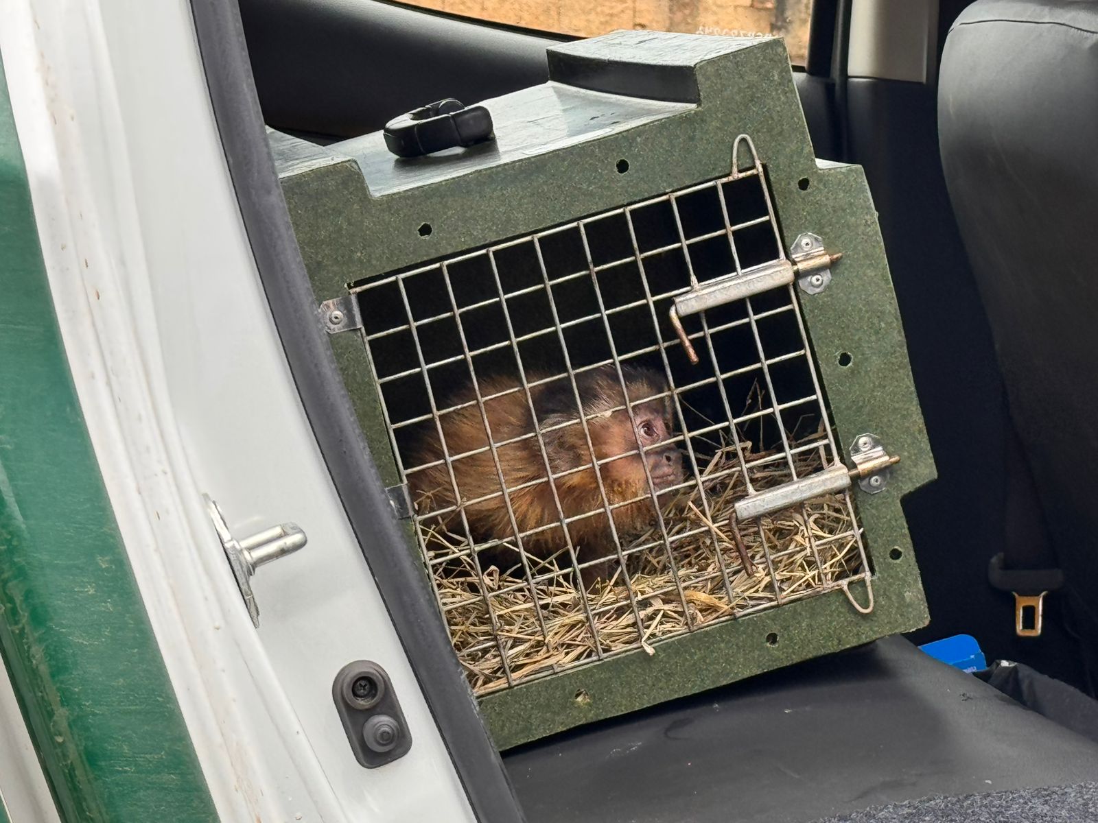 MACACO-PREGO É REINTRODUZIDO À NATUREZA COM APOIO DA SECRETARIA DE MEIO AMBIENTE