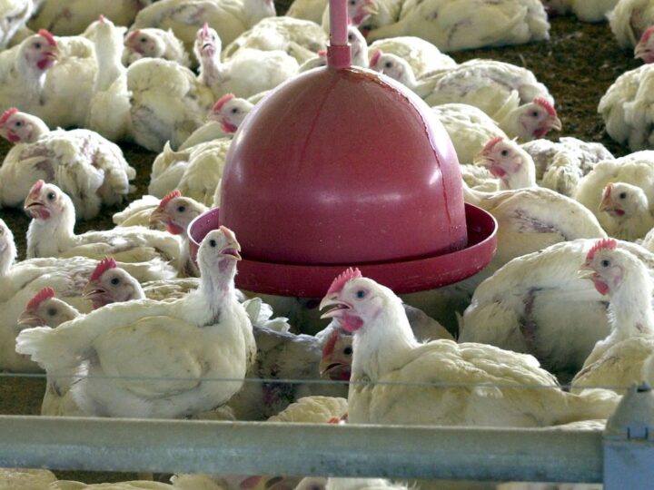 México flexibiliza restrição à carne de frango brasileira